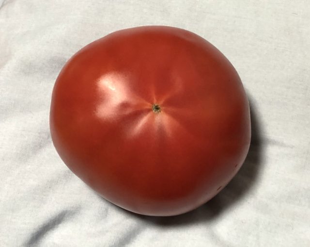 放射状筋ありトマト