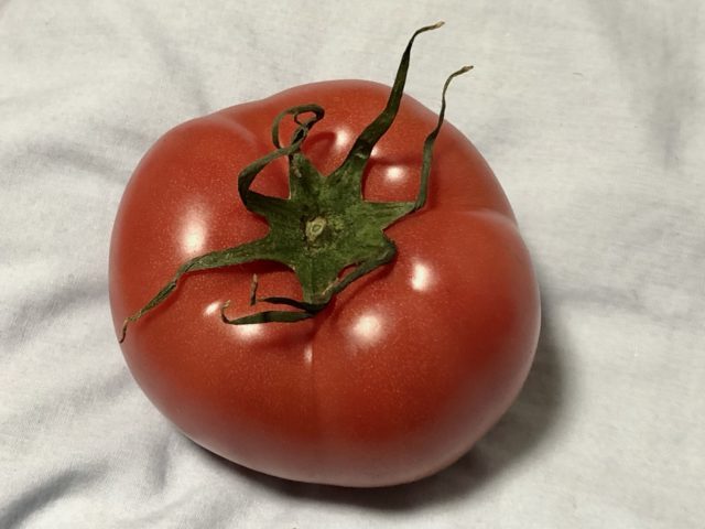 トマト選び用トマト1個